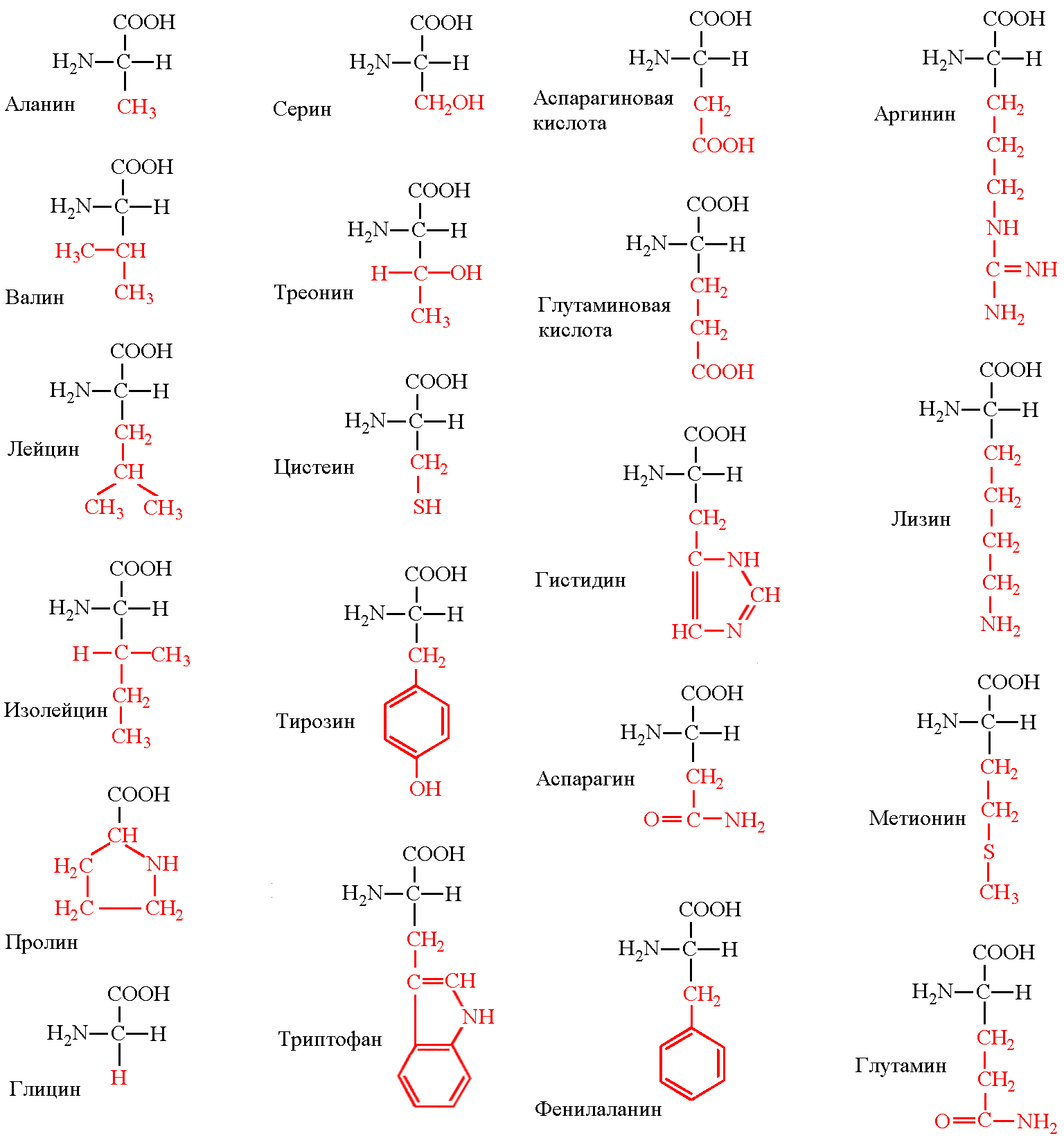 Amino acids-what they consist of, classification, role