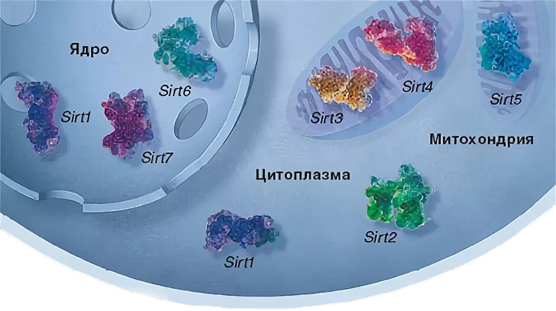 Sirtuin proteins — restore DNA, protect against stress and prolong cell life