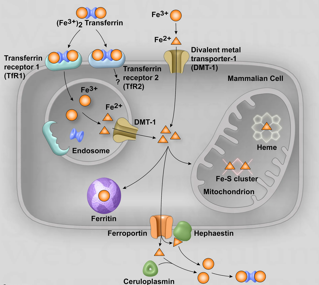 Copper and ceruloplasmin