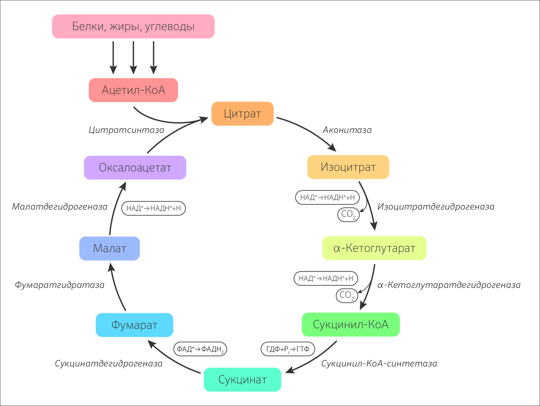 Цикл Кребса — Основная функция, этапы, значение