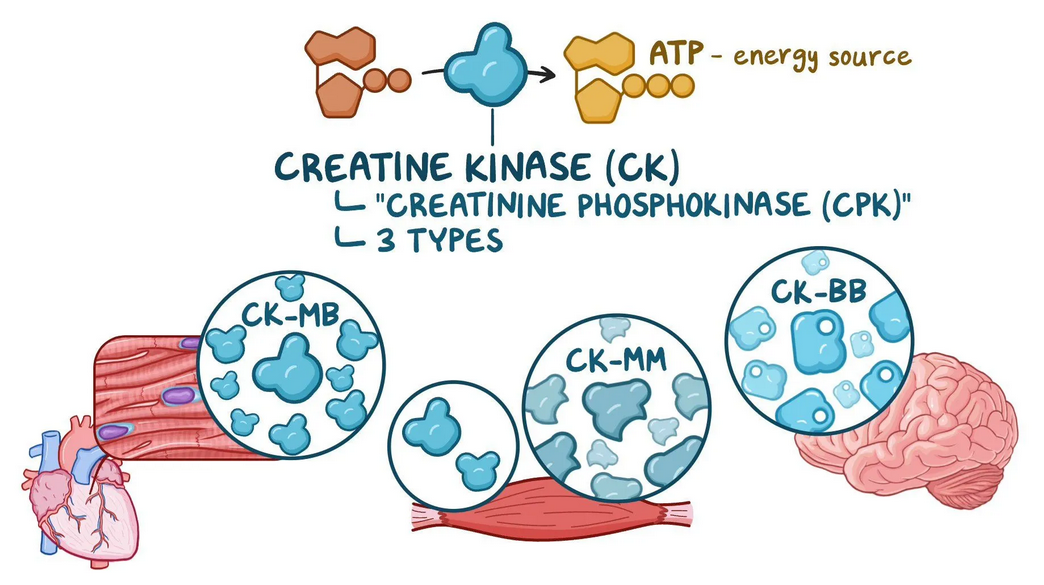 Creatine Kinase (creatine phosphokinase)