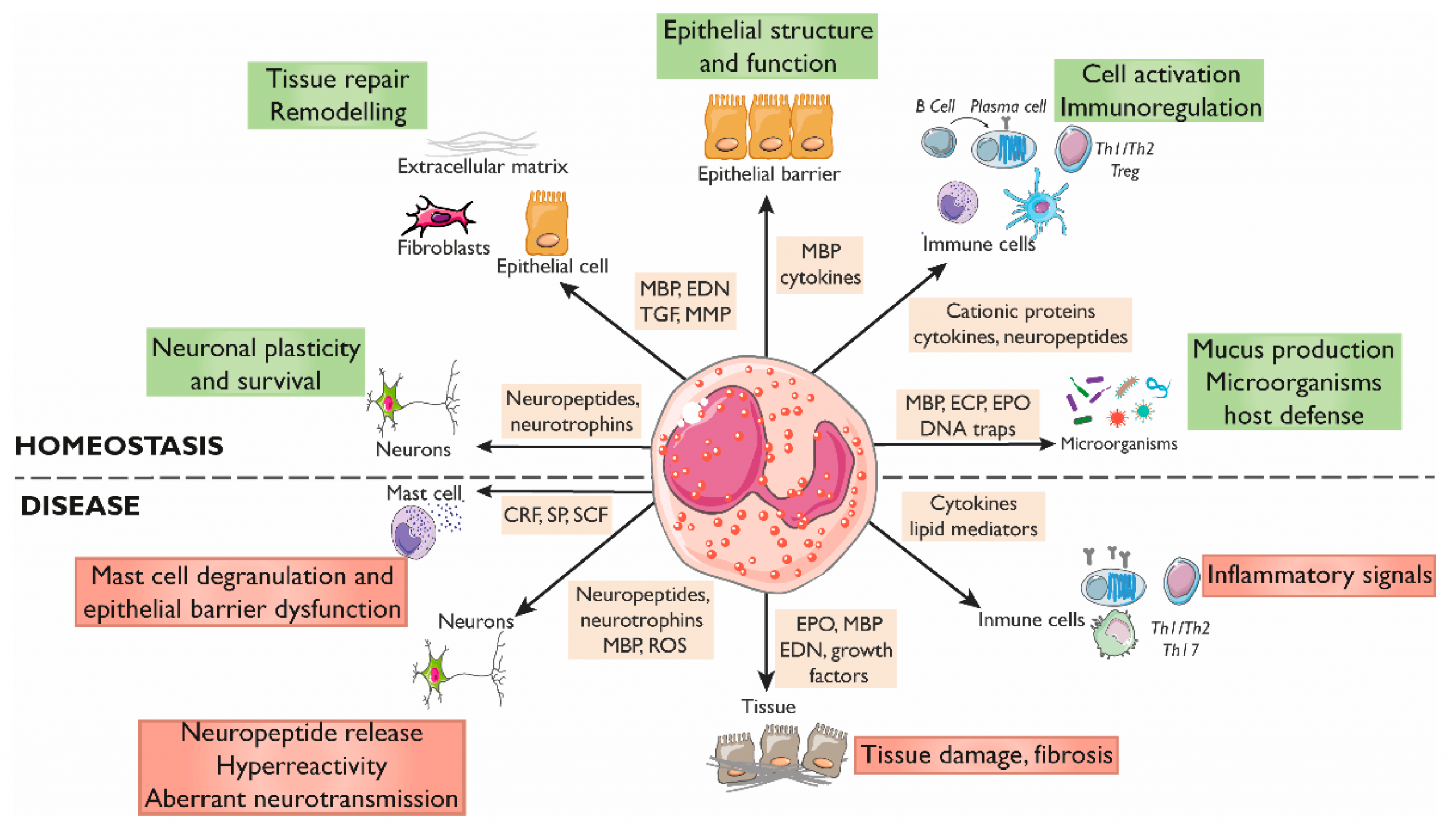 Eosinophils (EOS)