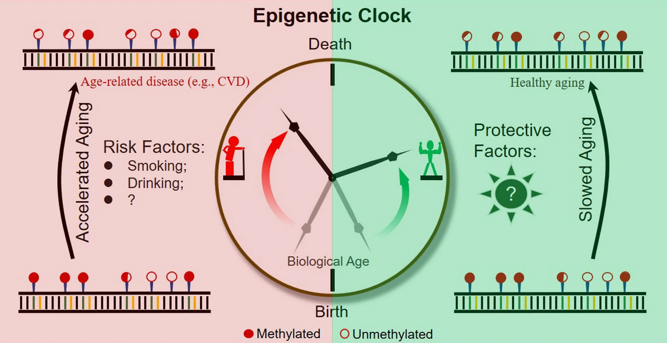 Epigenetic age (DNA methylation test)