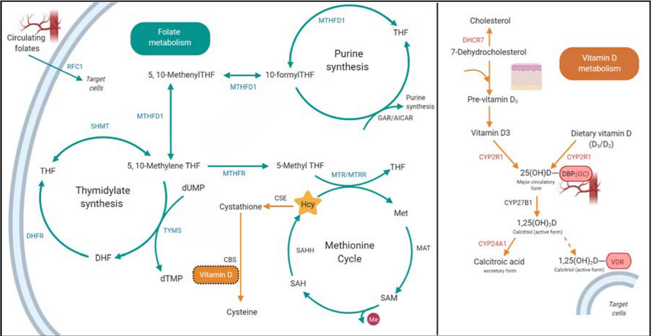 Genetic test for folate metabolism