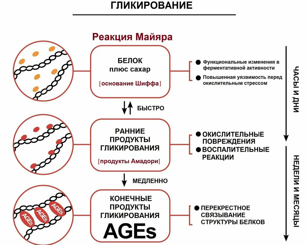 End-product glycation receptors-RAGE