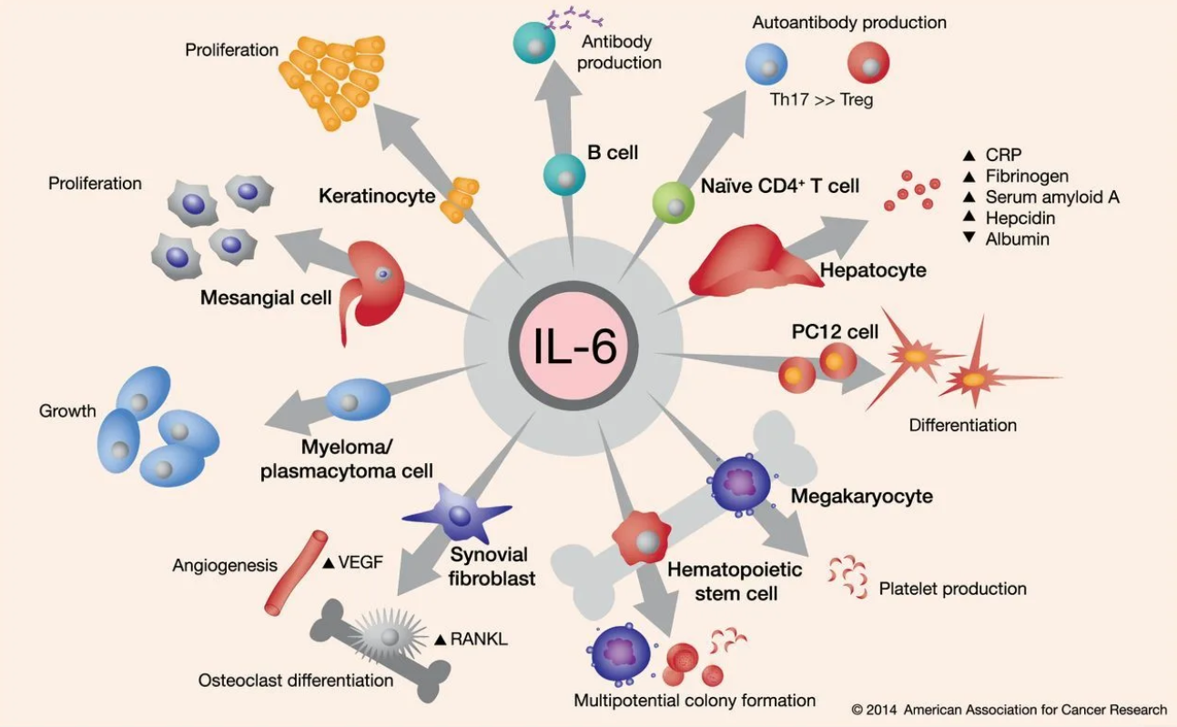 IL-6 (interleukin-6)
