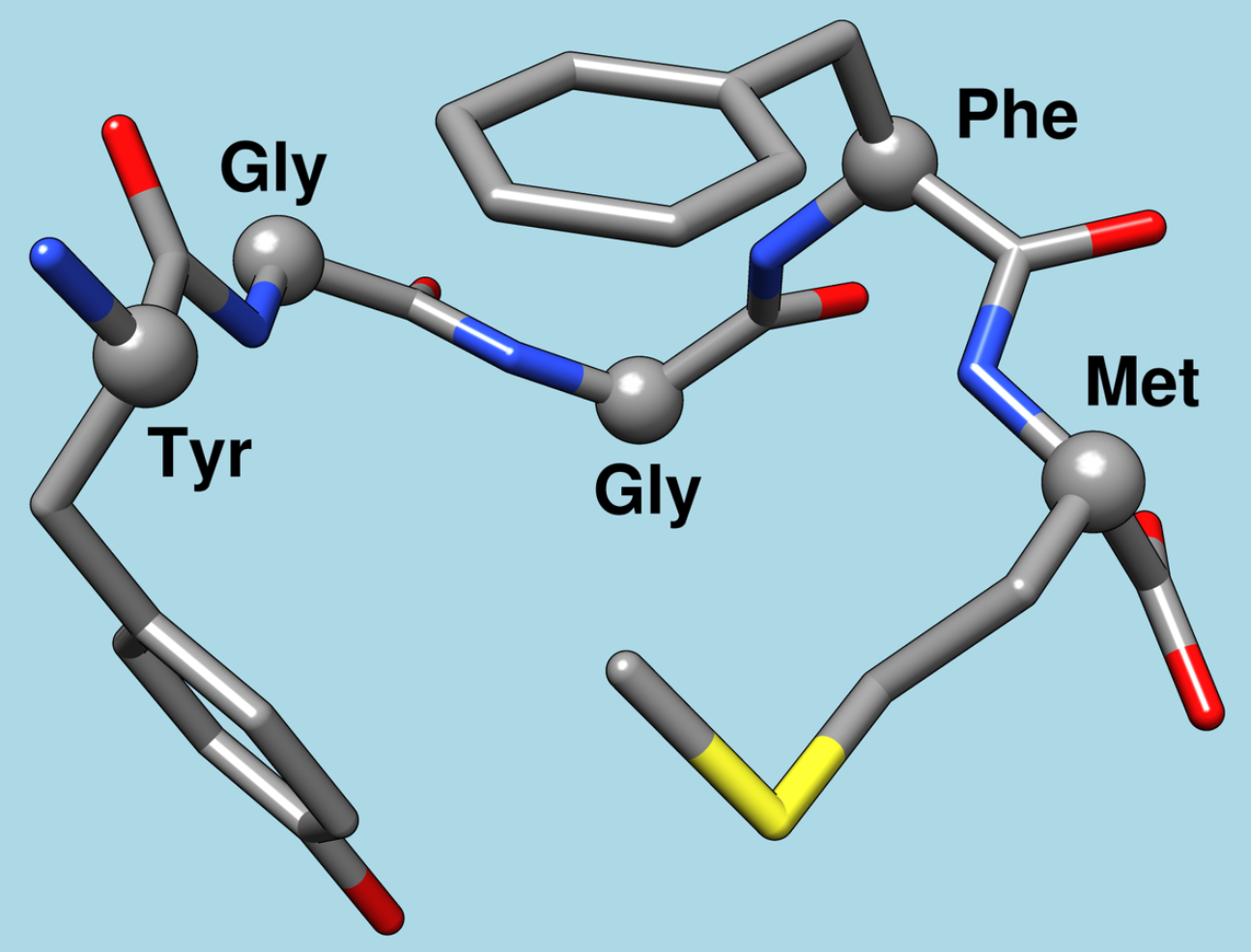 Meth-enkephalin (methionine-enkephalin) is part of the body’s endogenous opioid system