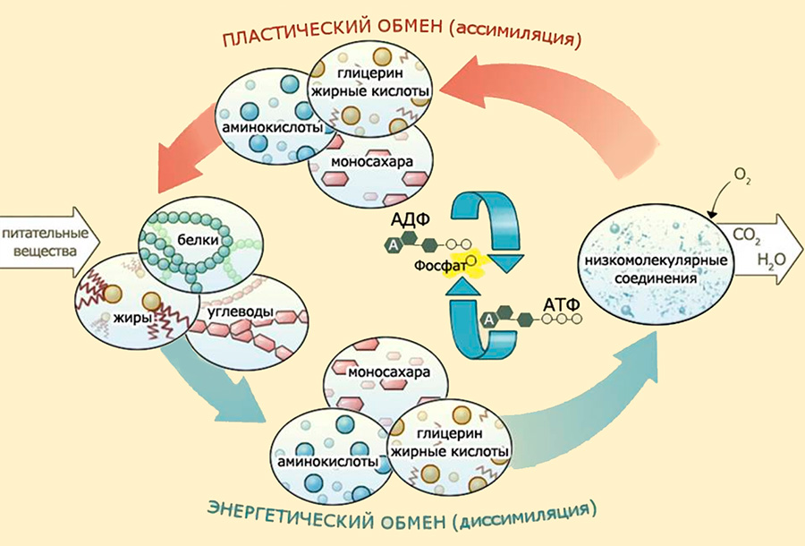Метаболические циклы — мочевины, пентозофосфатный, β-окисления, Кори, фолатов