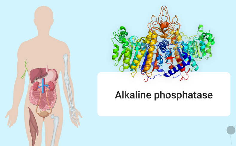Alkaline phosphatase