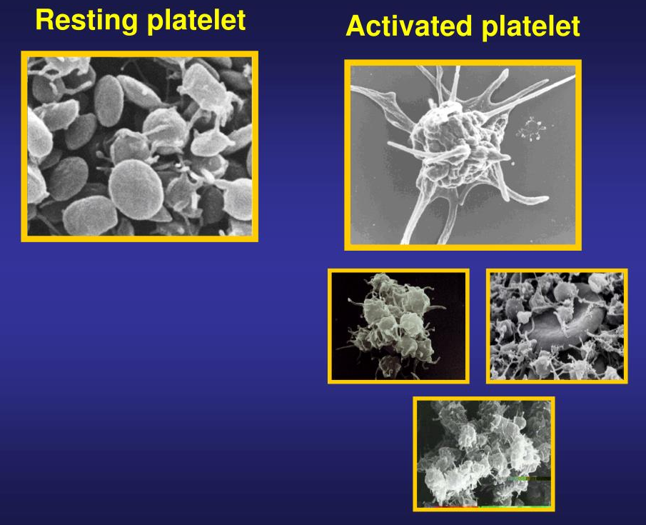 Platelets (PLT)