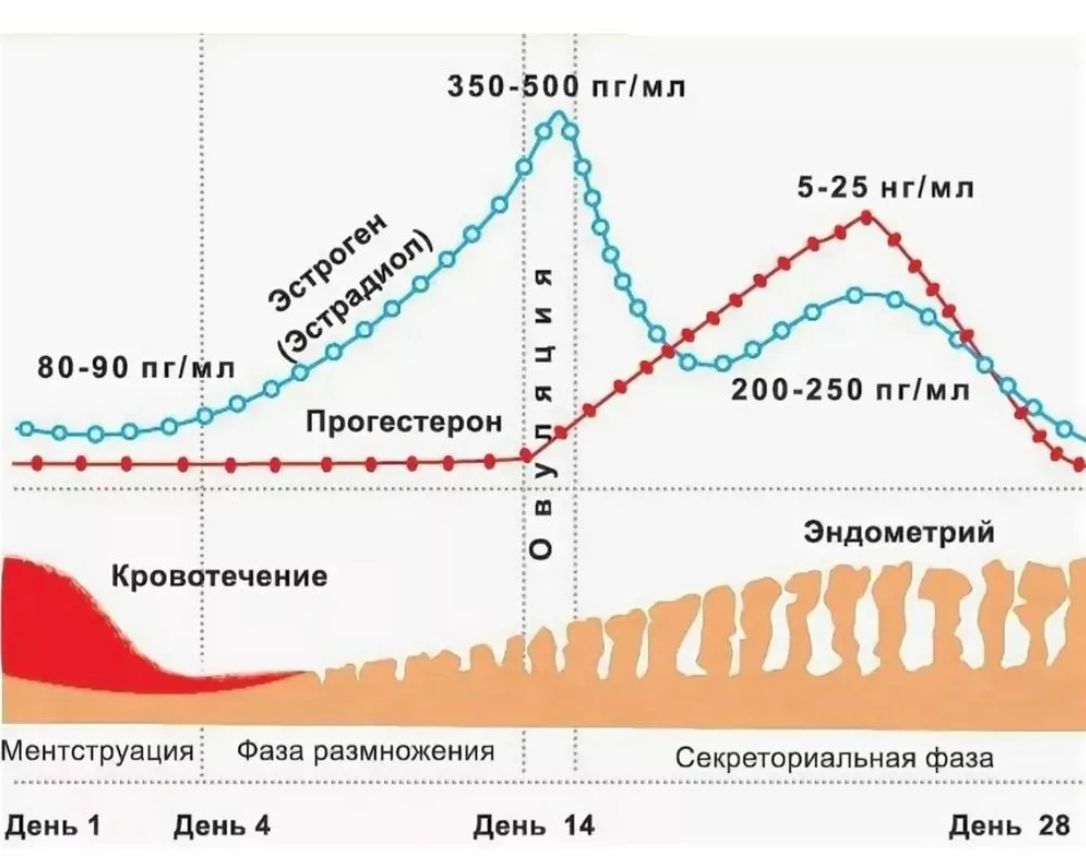 Progesterone and estradiol (in women)