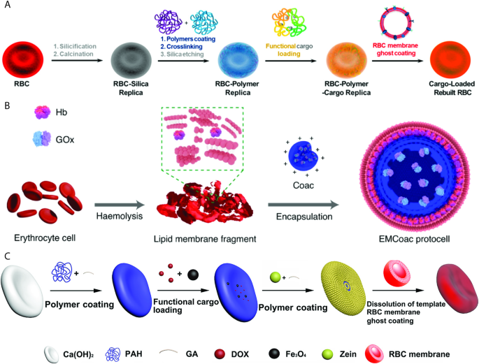 RDW-indicator of red blood cell heterogeneity