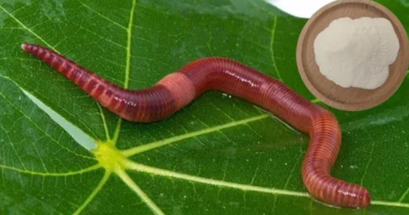 Lumbrokinase-properties, mechanism of action, application