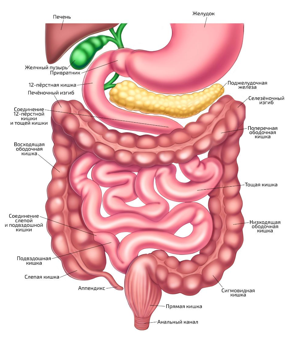 The process of digestion of food in the gastrointestinal tract