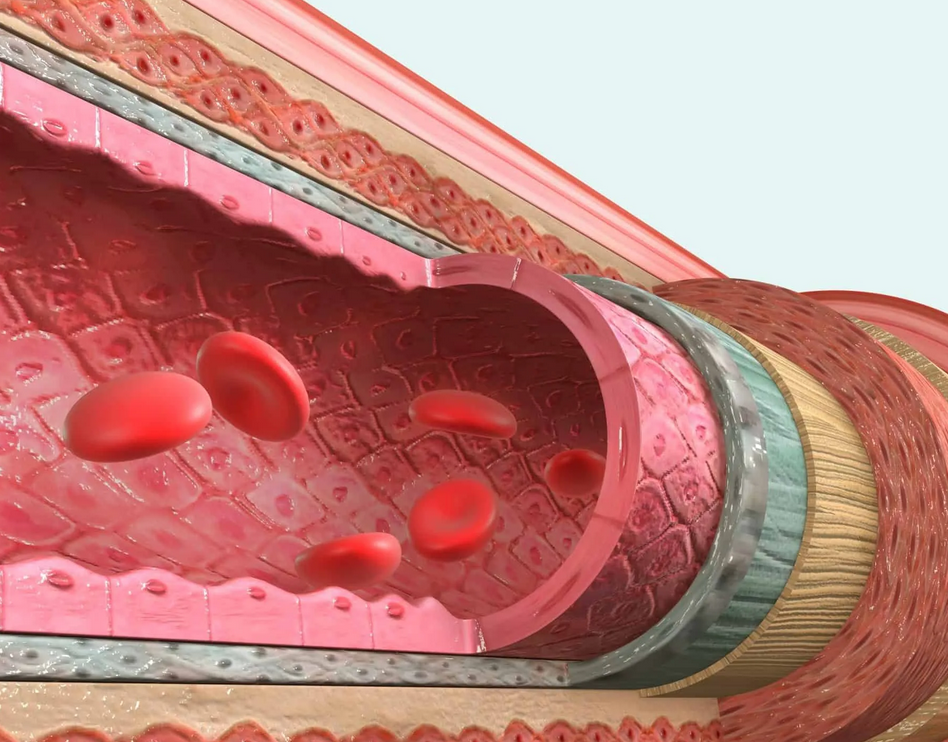 Vascular endothelium