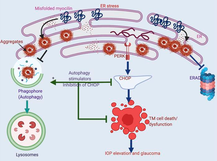 Stimulating autophagy