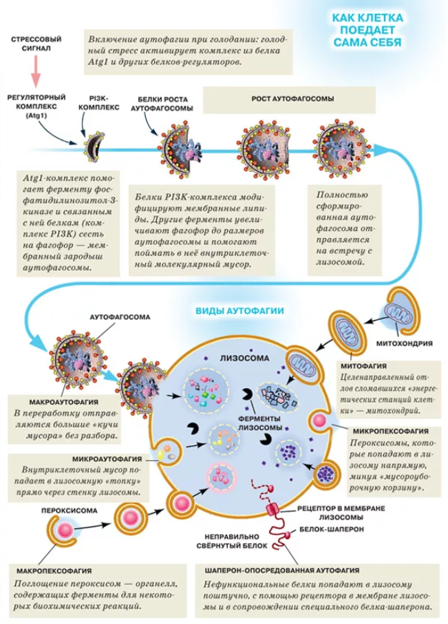 Стимуляция аутофагии