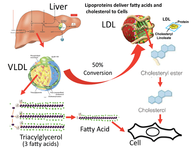 Very low-density lipoprotein (VLDL)cholesterol