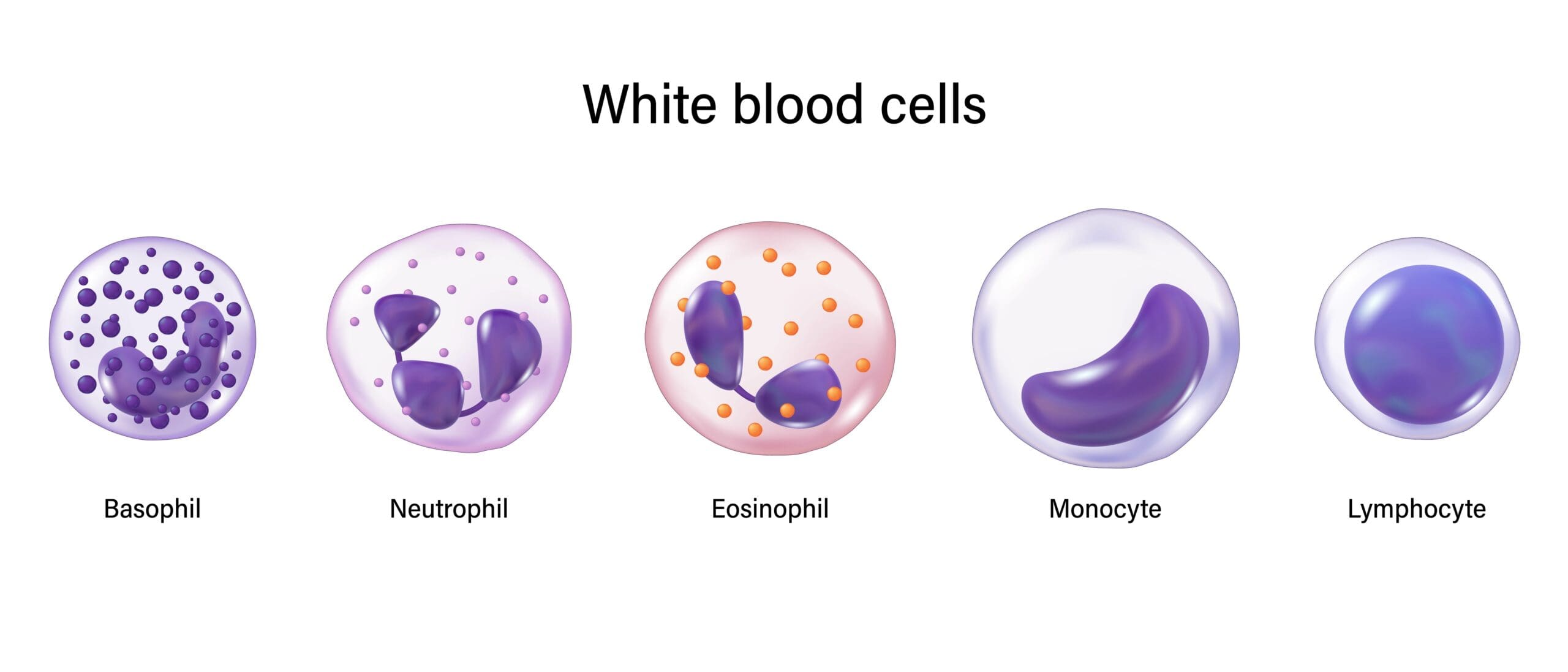White blood cells (WBC)