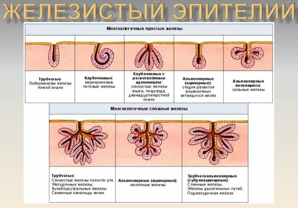 Glandular epithelium